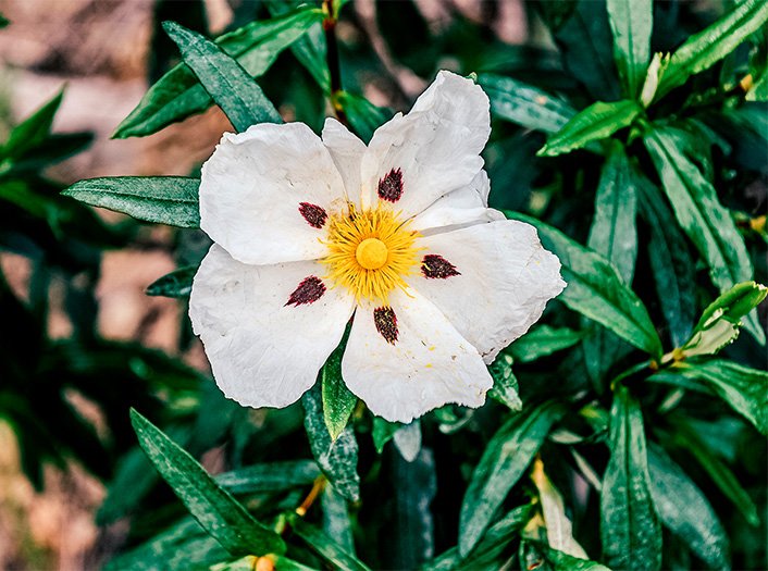 Flor de esteva na propriedade Terras da Gama
