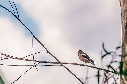 Pássaro na paisagem da Herdade Terras da Gama