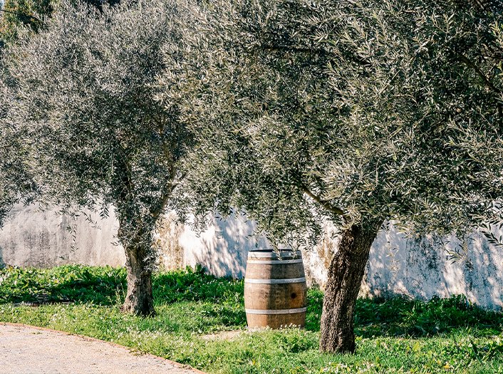 Oliveiras e uma barrica de madeira junto a um muro branco na Terras da Gama