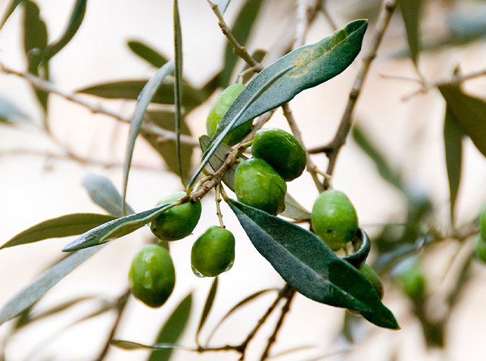 Olive grove on the Terras da Gama estate