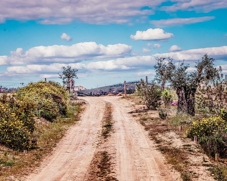 Caminho de terra ladeado por oliveiras e flores amarelas na herdade