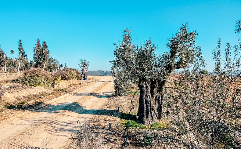 Olive grove on the Terras da Gama estate