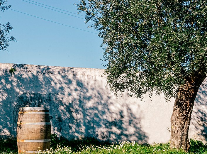 Olive grove on the Terras da Gama estate