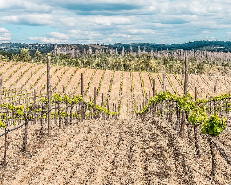 Vinhas da propriedade Terras da Gama