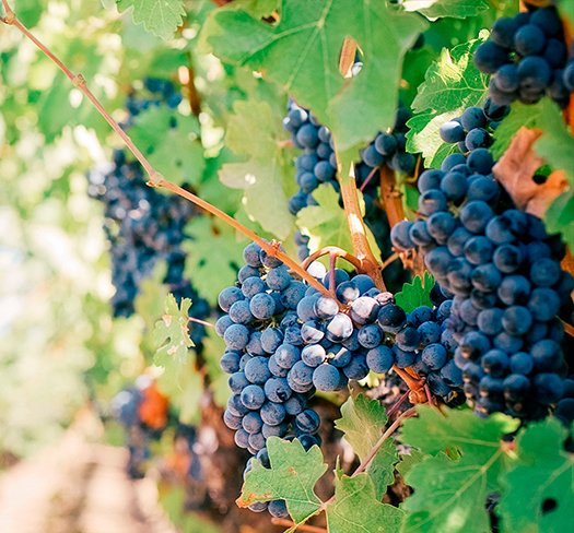 Vinhas da propriedade Terras da Gama