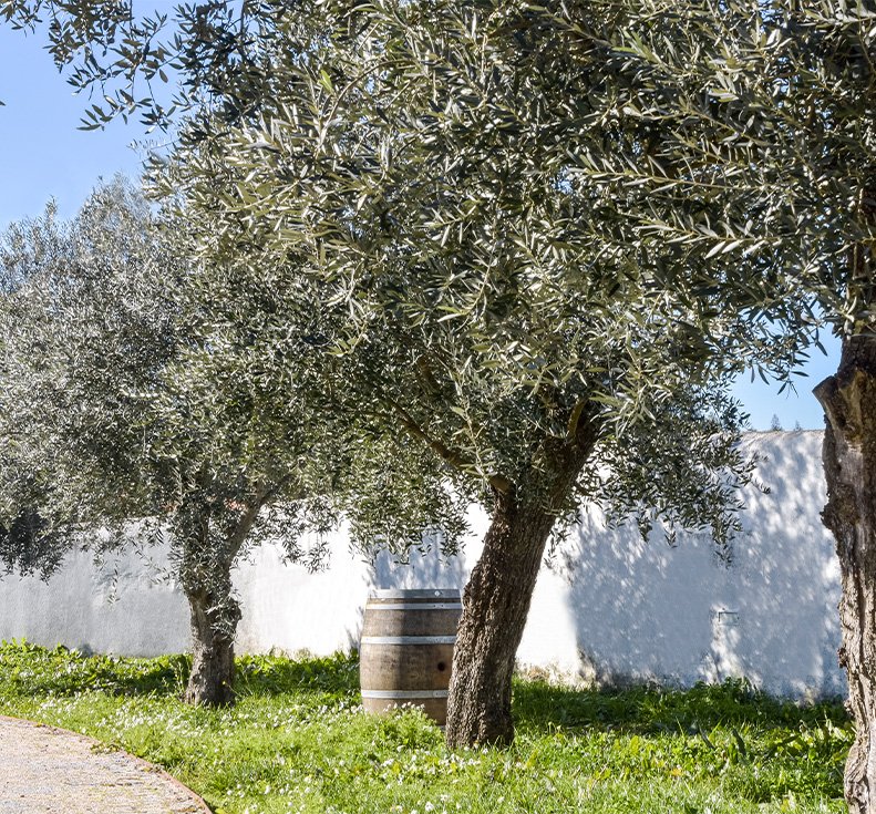 Barril de Vinho Terras da Gama